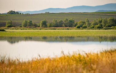 Balıkçıl bir yaz günü gölde