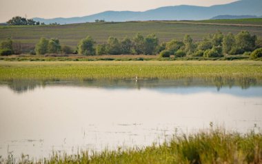 Balıkçıl bir yaz günü gölde