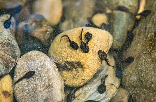 Naturlig Miljö För Grodyngel Bergsflod — Stockfoto