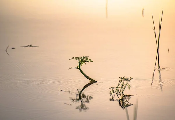 Modèles Fantaisistes Réflexion Des Ombres Dans Eau Avec Des Tiges — Photo