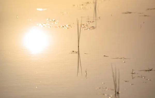 Padrões Caprichosos Reflexão Sombras Água Com Caules Plantas — Fotografia de Stock