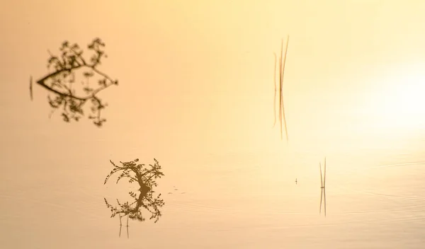 Причудливые Узоры Отражения Теней Воде Стеблями Растений — стоковое фото