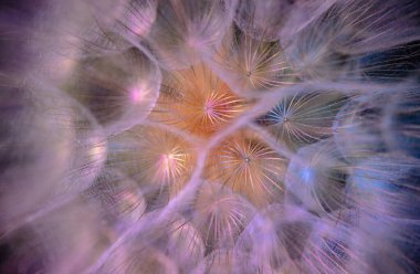 Tragopogon kampının çiçeğinin yakın çekimi. 