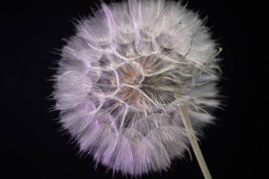 Tragopogon kampının çiçeğinin yakın çekimi. 