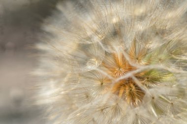 Tragopogon çiçeğinin pencereye yakın plan görüntüsü