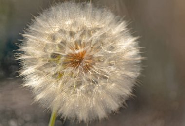 Tragopogon çiçeğinin pencereye yakın plan görüntüsü