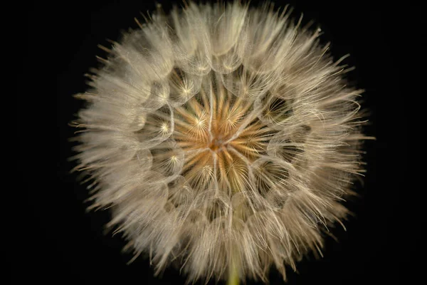 Розмір Квітки Tragopogon Campestris — стокове фото