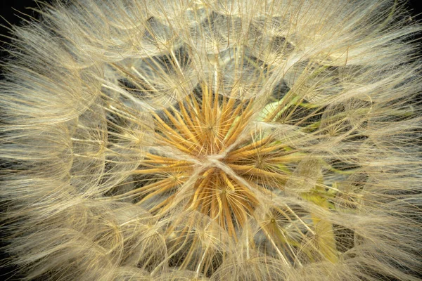 Gros Plan Une Fleur Tragopogon Campestris — Photo