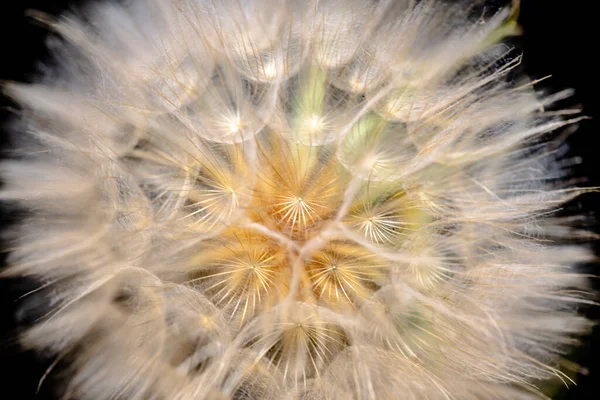 Primer Plano Una Flor Tragopogon Campestris — Foto de Stock