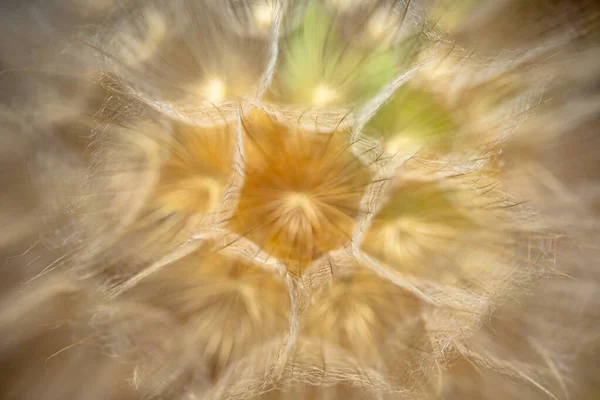 Крупный План Цветка Tragopogon Campestris — стоковое фото