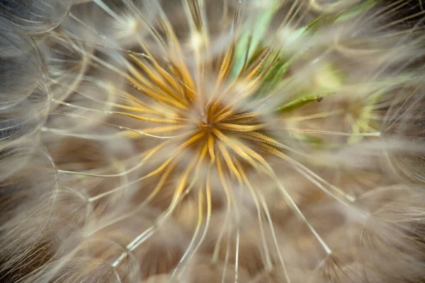 Крупный План Цветка Tragopogon Campestris — стоковое фото