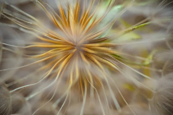 Κοντινό Πλάνο Ενός Λουλουδιού Tragopogon Campestris — Φωτογραφία Αρχείου