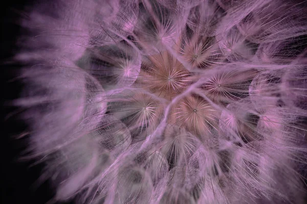 Gros Plan Une Fleur Tragopogon Campestris — Photo