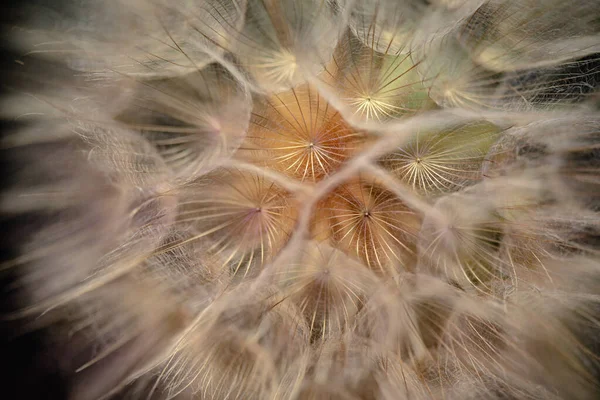 Detailní Záběr Květinu Tragopogon Campestris — Stock fotografie