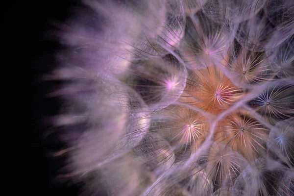 Крупный План Цветка Tragopogon Campestris — стоковое фото