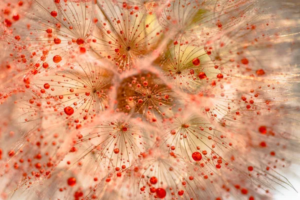 Virág Közeli Tragopogon Piros Cseppekkel — Stock Fotó