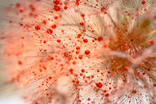 Detailní Záběr Květinu Tragopogon Červenými Kapkami — Stock fotografie