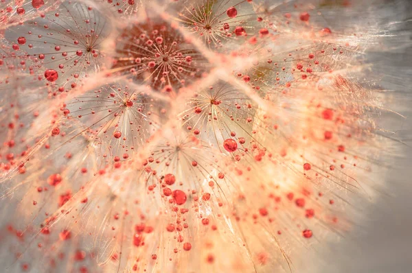 Крупный План Цветка Трагопогон Красными Капельками — стоковое фото
