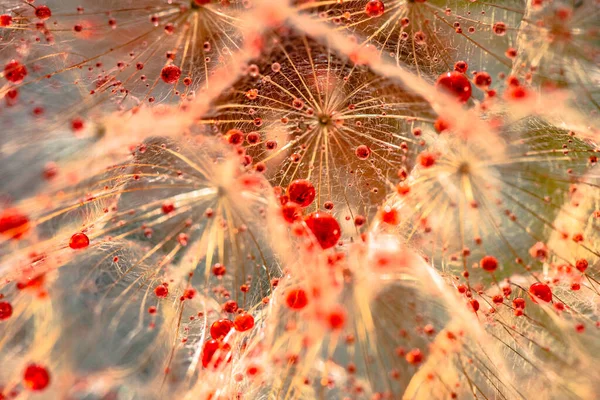 Gros Plan Sur Une Fleur Tragopogon Avec Des Gouttes Rouges — Photo