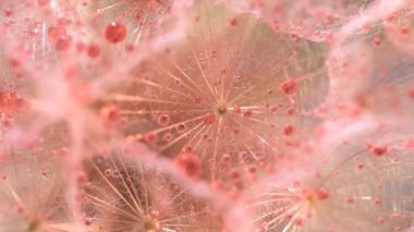 Bir Tragopogon çiçeğinin yakın plan arkaplanı