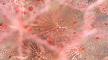 Bir Tragopogon çiçeğinin yakın plan arkaplanı