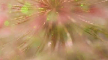 Bir Tragopogon çiçeğinin yakın plan arkaplanı