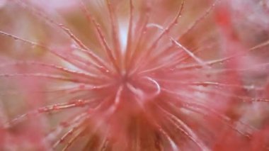 Bir Tragopogon çiçeğinin yakın plan arkaplanı