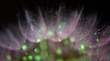 Bir Tragopogon çiçeğinin yakın plan arkaplanı