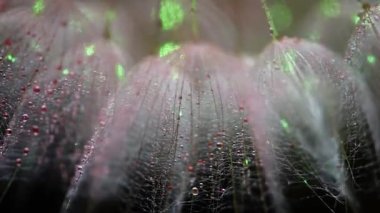 Bir Tragopogon çiçeğinin yakın plan arkaplanı