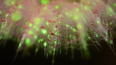 Bir Tragopogon çiçeğinin yakın plan arkaplanı