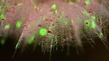 Bir Tragopogon çiçeğinin yakın plan arkaplanı