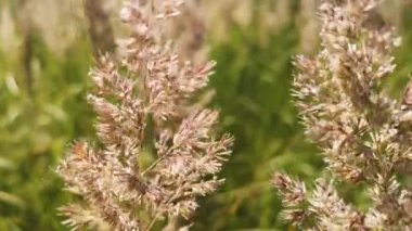 Yumuşak tarla bitkisi rüzgarda sallanıyor