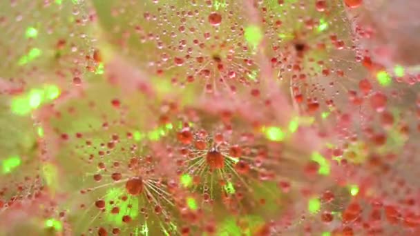 Texture Background Close Tragopogon Flower — Stock Video