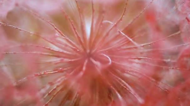 Texture Background Close Tragopogon Flower — Stock Video