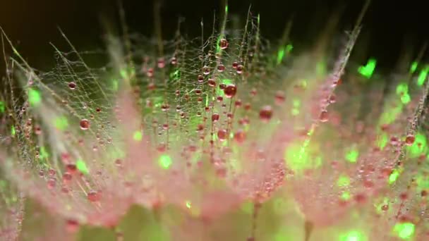 Bir Tragopogon Çiçeğinin Yakın Plan Arkaplanı — Stok video