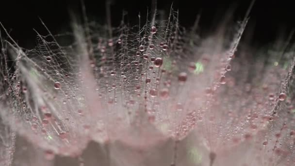 Bir Tragopogon Çiçeğinin Yakın Plan Arkaplanı — Stok video