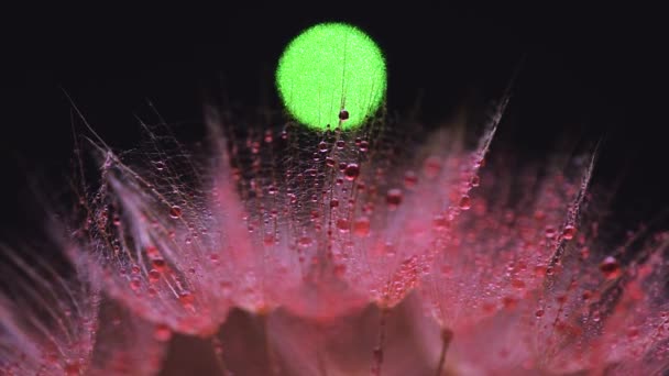 Texture Background Close Tragopogon Flower — Stock Video