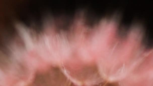 Texture Background Close Tragopogon Flower — Stock Video