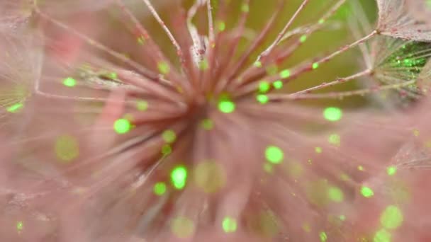 Latar Belakang Tekstur Dengan Close Dari Bunga Tragopogon — Stok Video