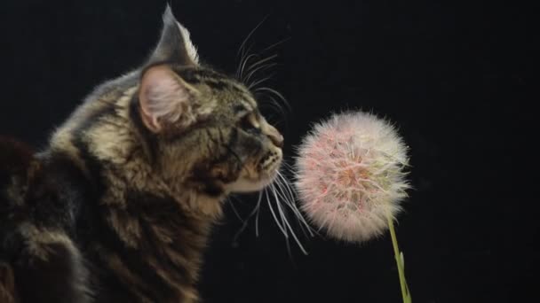 Maine Coon Gato Oliendo Una Flor Tragopogon — Vídeos de Stock