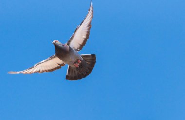 Şehir güvercini uçuyor.