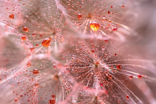 Detailní Záběr Květinu Tragopogon Červenými Kapkami — Stock fotografie