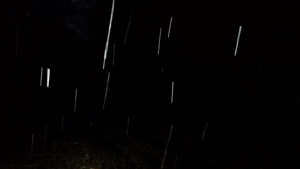 Duże Opady Deszczu Nocnym Lesie — Wideo stockowe