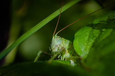 Close-up of a locust insect clipart