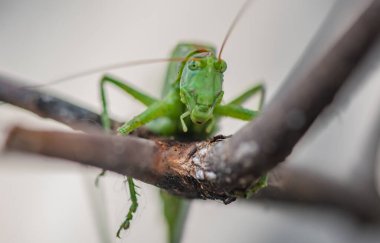 Çekirge böceğinin yakın çekimi