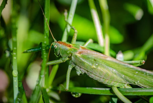 Close Locust Insect — Stock Photo, Image