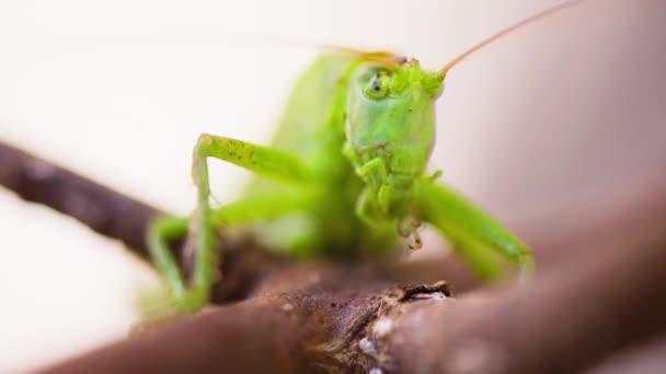 Gros Plan Sur Insecte Acridien — Video