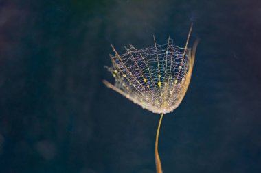 Tragopogon 'un arka plan damlalarıyla yakın plan çekimleri