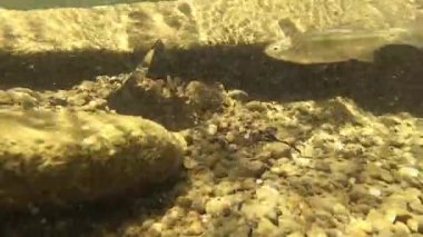 Yaz nehrinde kristal piramit