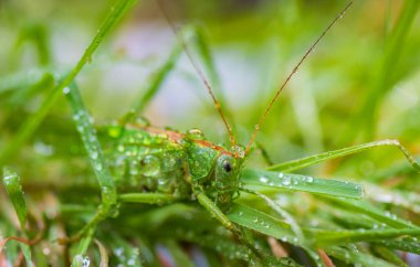 Çekirge böceğinin yakın çekimi